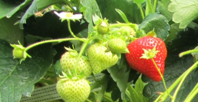International knowledge transfer seminar &lsquo;Alternative Plant Protection Measures for Strawberries'